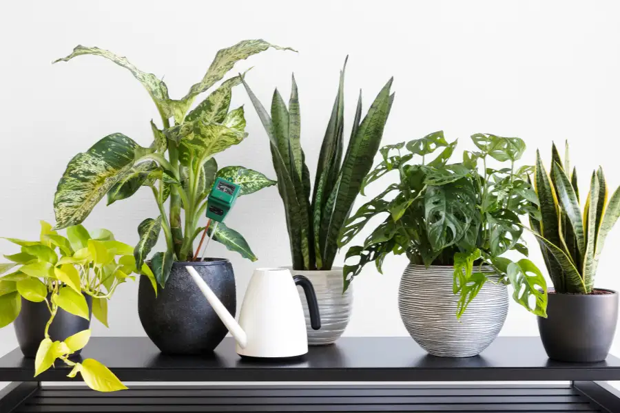 Indoor plants are great lawyer gifts you can think of