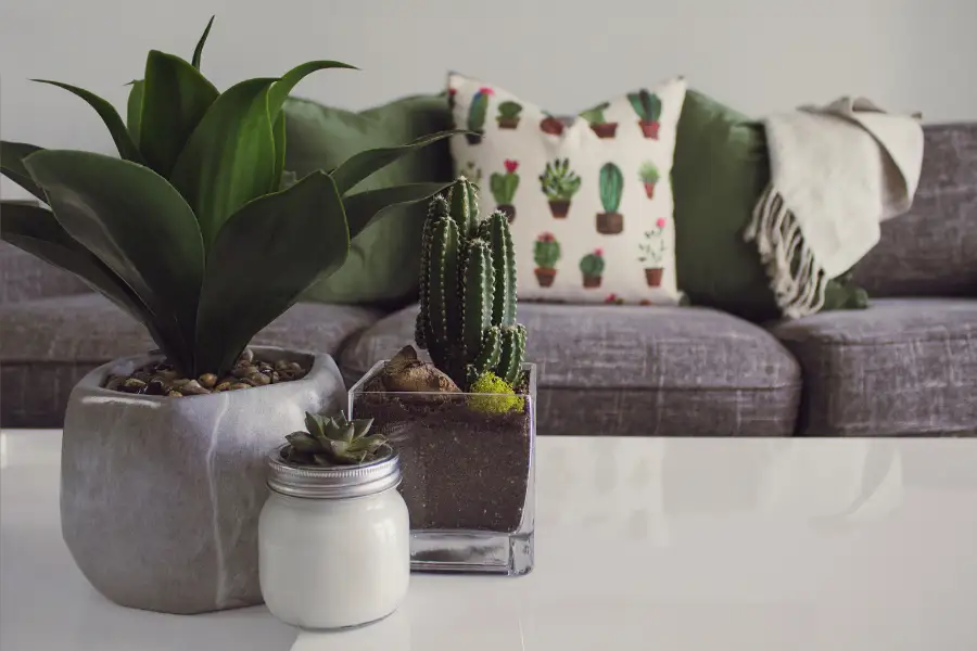 Small Table Plants